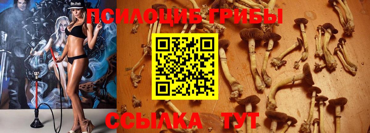 Дмитров  Галлюциногенные грибы Magic Shrooms  Вход с VPN  Псилоцибиновые грибы мухоморы 